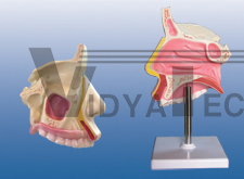 The dissection model of nasal cavity